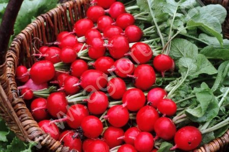 Редиска в пучках и весовая