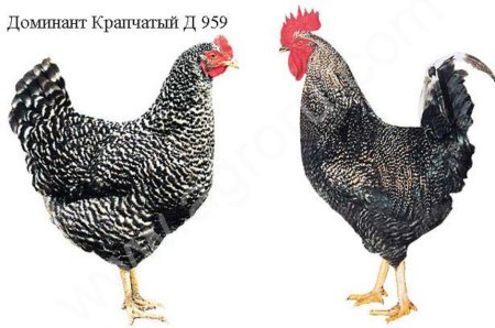 Инкубационное яйцо кур несушек Доминант, Хайсекс