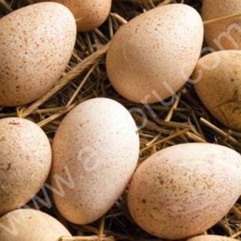 инкубационные <span>яйца</span> башкирской породы