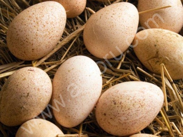 Инкубационные  яйца  Башкирской  породы