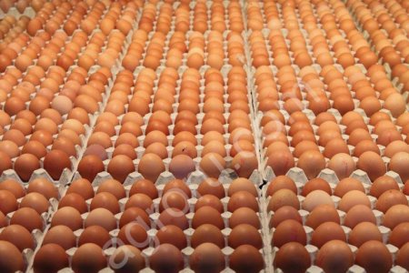 Яйцо куриное оптом