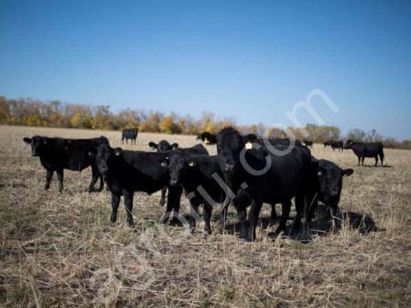Абердин-Ангусский племенной скот