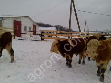 КРС Симментальской породы мясного направления