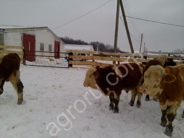 КРС Симментальской породы мясного направления