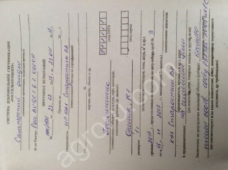 Семена подсолнечника рс 1