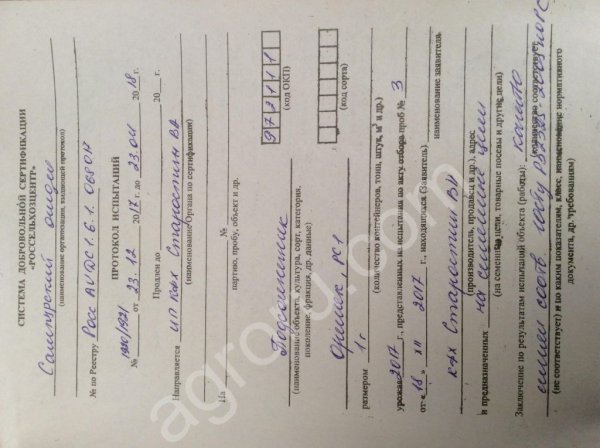 Семена подсолнечника рс 1