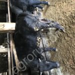 Бычки и телки живым весом на мясо и Разведение