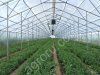 Теплица круглогодичная в аренду