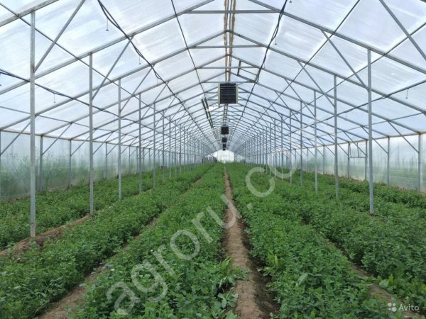 Теплица круглогодичная в аренду