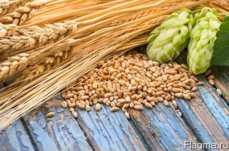 Ячмень пивоваренный