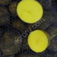 Картофель оптом сорт Гала калибр от 5 до 10 см