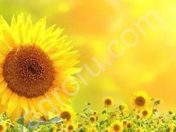 Гибриды семена подсолнечника МАС83R, МАС84Е, МАС90Т, МАС97А (Майсадур, Maisadour)