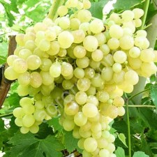 Виноград кишмиш белый сладкий без косточки