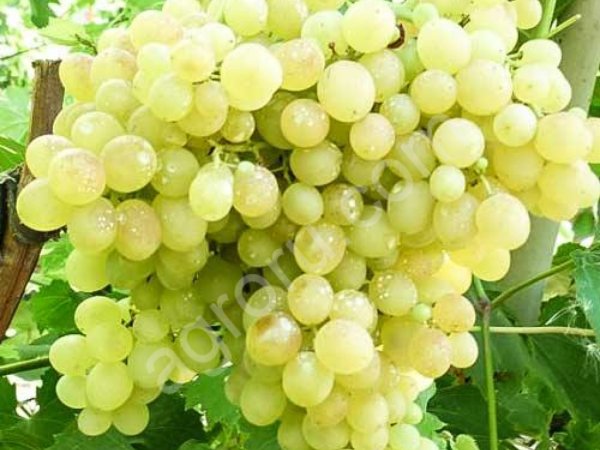 Виноград кишмиш белый сладкий без косточки