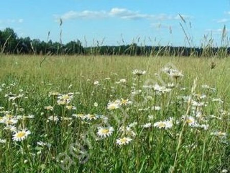 земельный участок