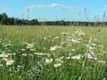 Земельные участки в Ростовской области и земельный участок на территории Ростова-на-Дону