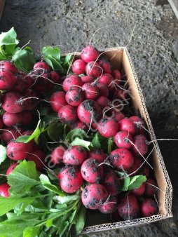 МОЛОДОЙ РЕДИС