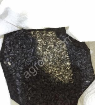 Калиброванная семечка - сорт лакомка