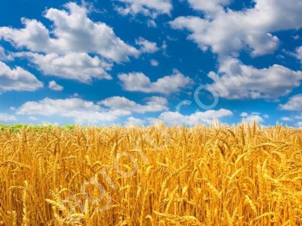 Пшеница 5 кл