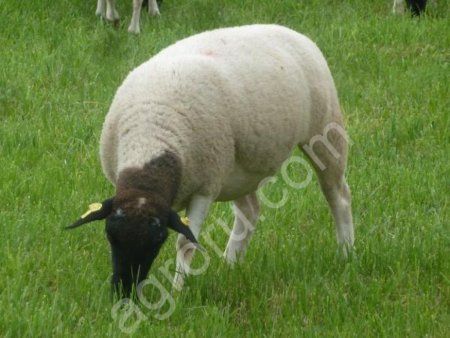 овцы Дорпер