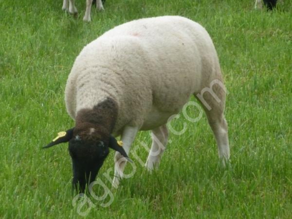 овцы Дорпер