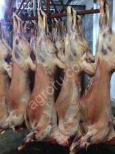 Свежая Баранина,Ягнятина тушки охлажденная