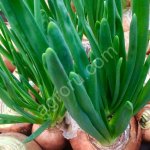 Лук многозачатковый на перо