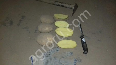 Катрофель оптом от производителя Ред Скарлетт