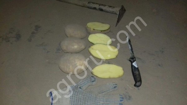 Катрофель оптом от производителя Ред Скарлетт