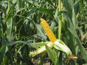 семена кукурузы АГАТА СВ