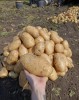 Картофель КФХ