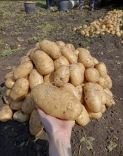 Картофель КФХ