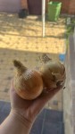 Лук репчатый