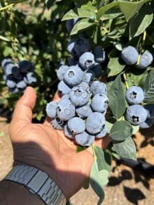 Голубика свежая Марокко