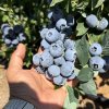Голубика свежая Марокко