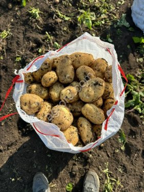 Картофель