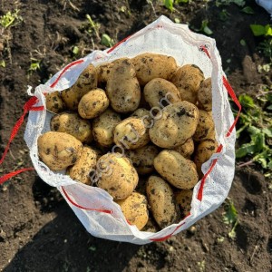 Картофель