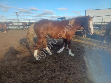 Жеребята полутяжи