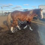 Жеребята полутяжи