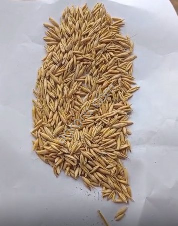 Chickpeas, oats, flax, lentils