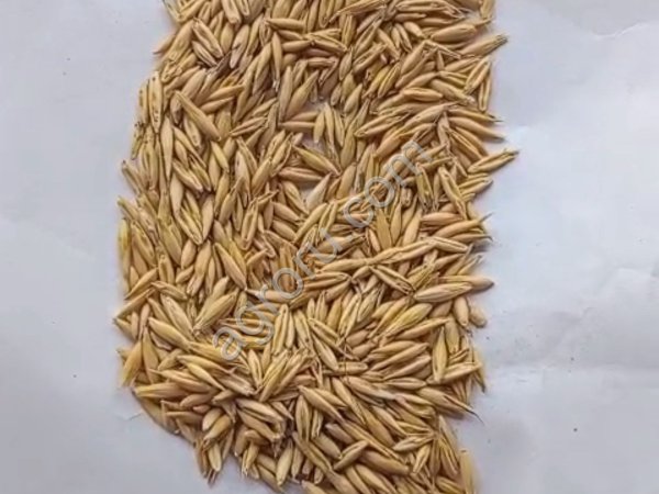 Chickpeas, oats, flax, lentils