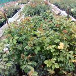 Саженцы роз