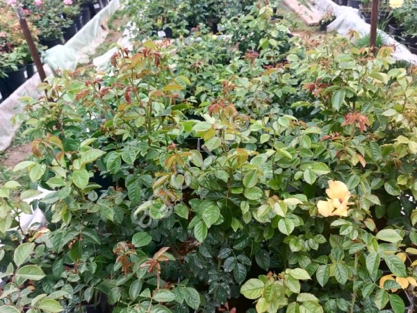 Саженцы роз