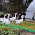 Холмогорские гуси