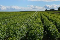 Cаженцы чёрной смородины