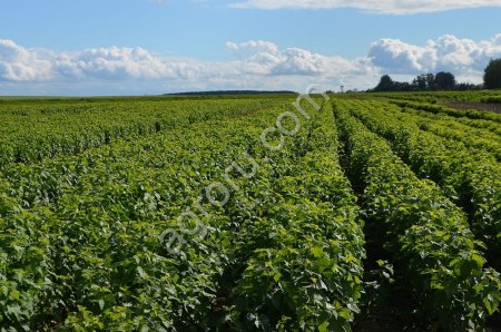 Cаженцы чёрной смородины