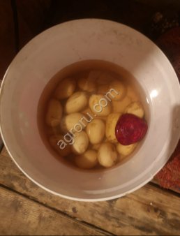 Тулеевкий сорт