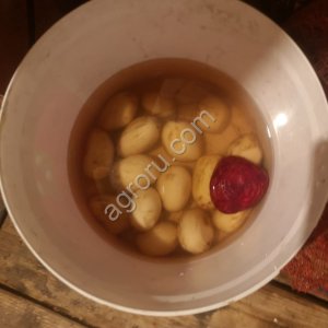 Тулеевкий сорт