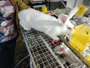 Кролики живым весом или охлажденка