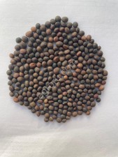 Вика посевная
